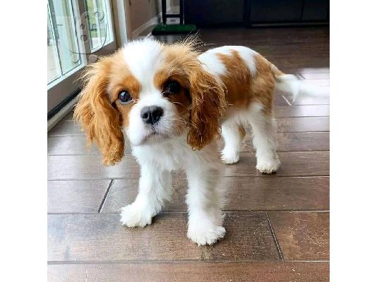 PoulaTo: Πωλούνται πολύ όμορφα κουτάβια F1 Cavachon